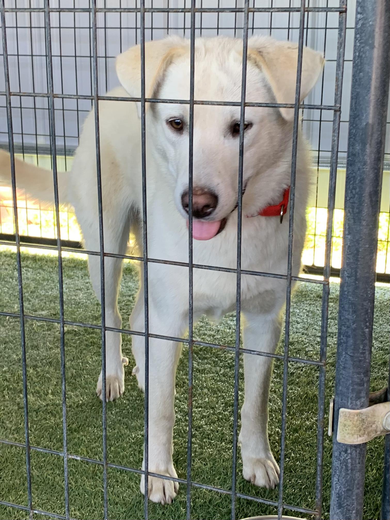Enlarge Stella, a ADOPTABLE mixed breed in Grass Valley, CA image 2/6