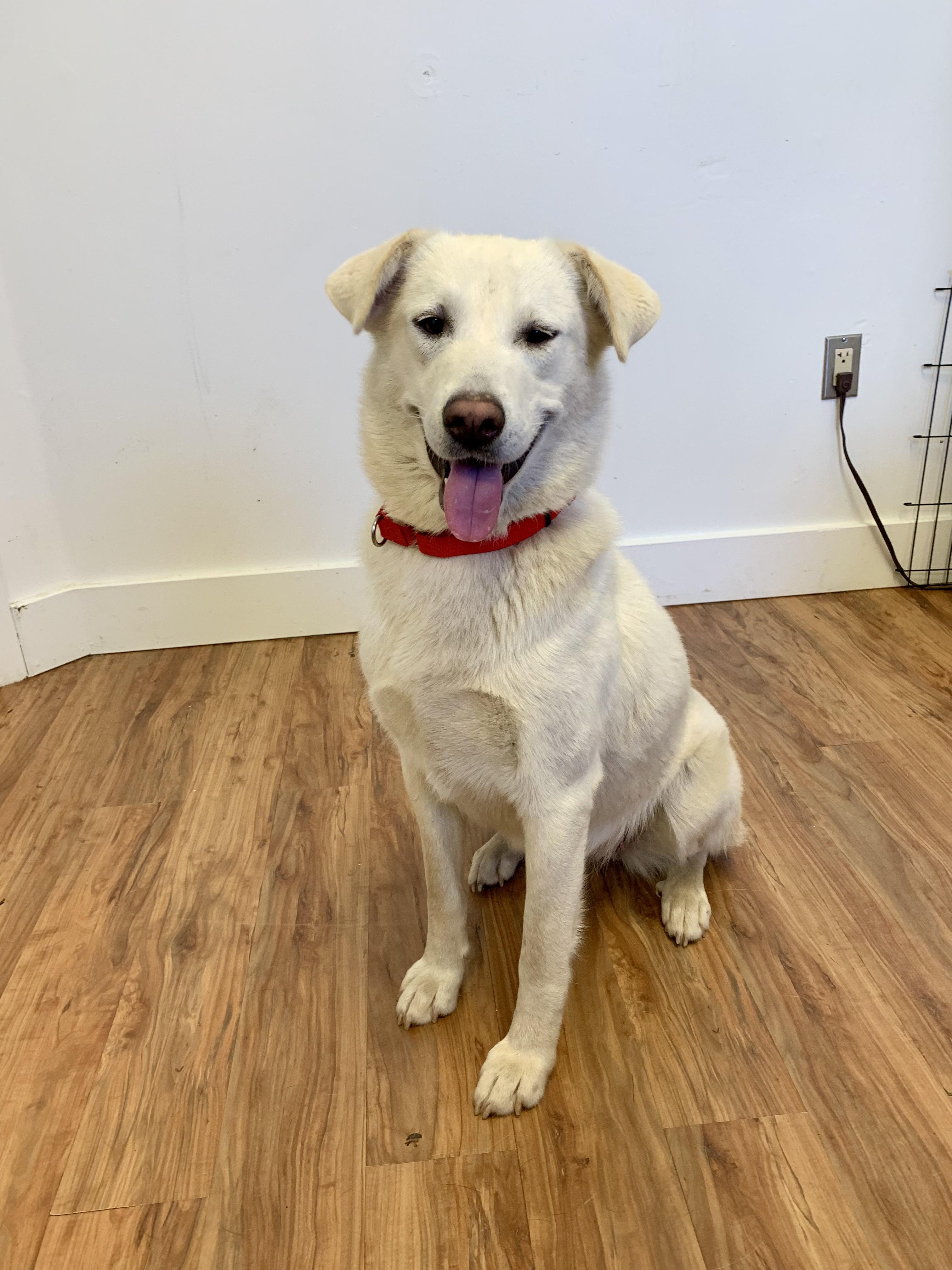 Stella, ADOPTABLE, Young Female Akbash & Shepherd.