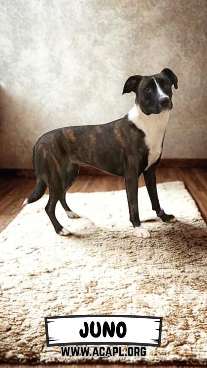 Juno, Adoptable, Young Female Mountain Cur & Mixed Breed.