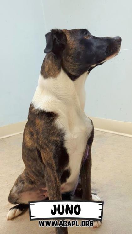 Enlarge Juno, a Adoptable mixed breed in Ashtabula, OH image 2/2