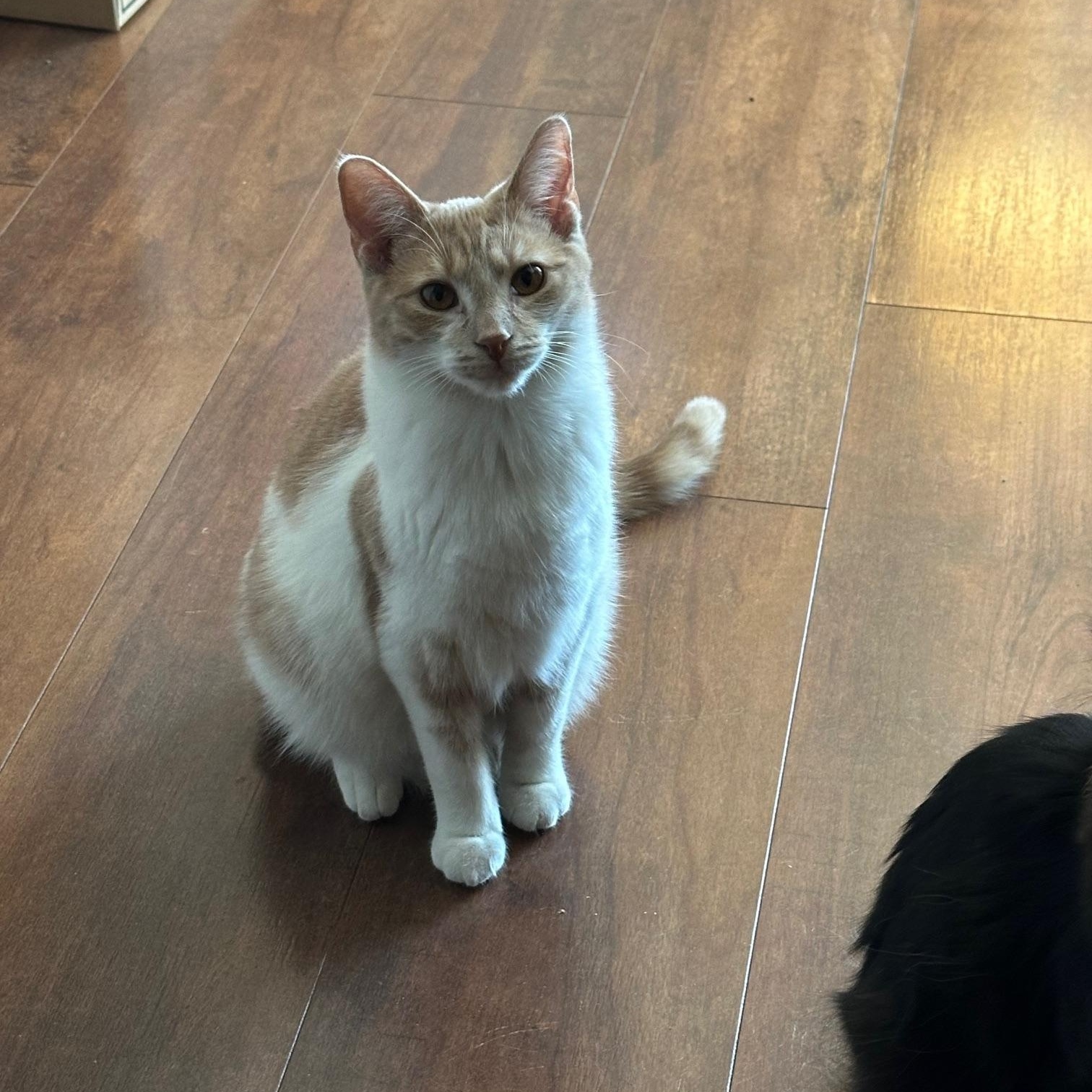 Caruso (bonded with Wolfie), a ADOPTABLE Domestic Short Hair in Barrington Hills, IL image 6/6