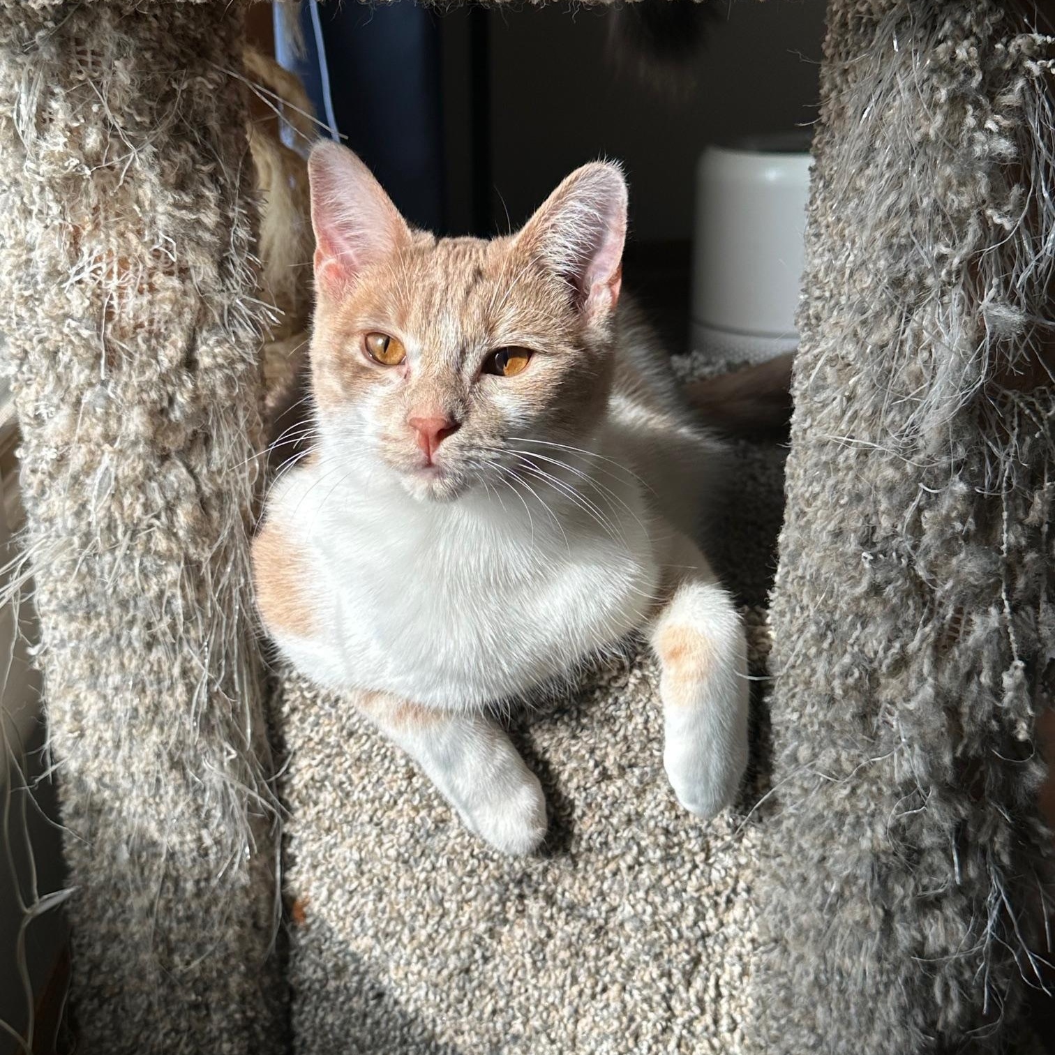 Caruso (bonded with Wolfie), ADOPTABLE, Young Male Domestic Short Hair.