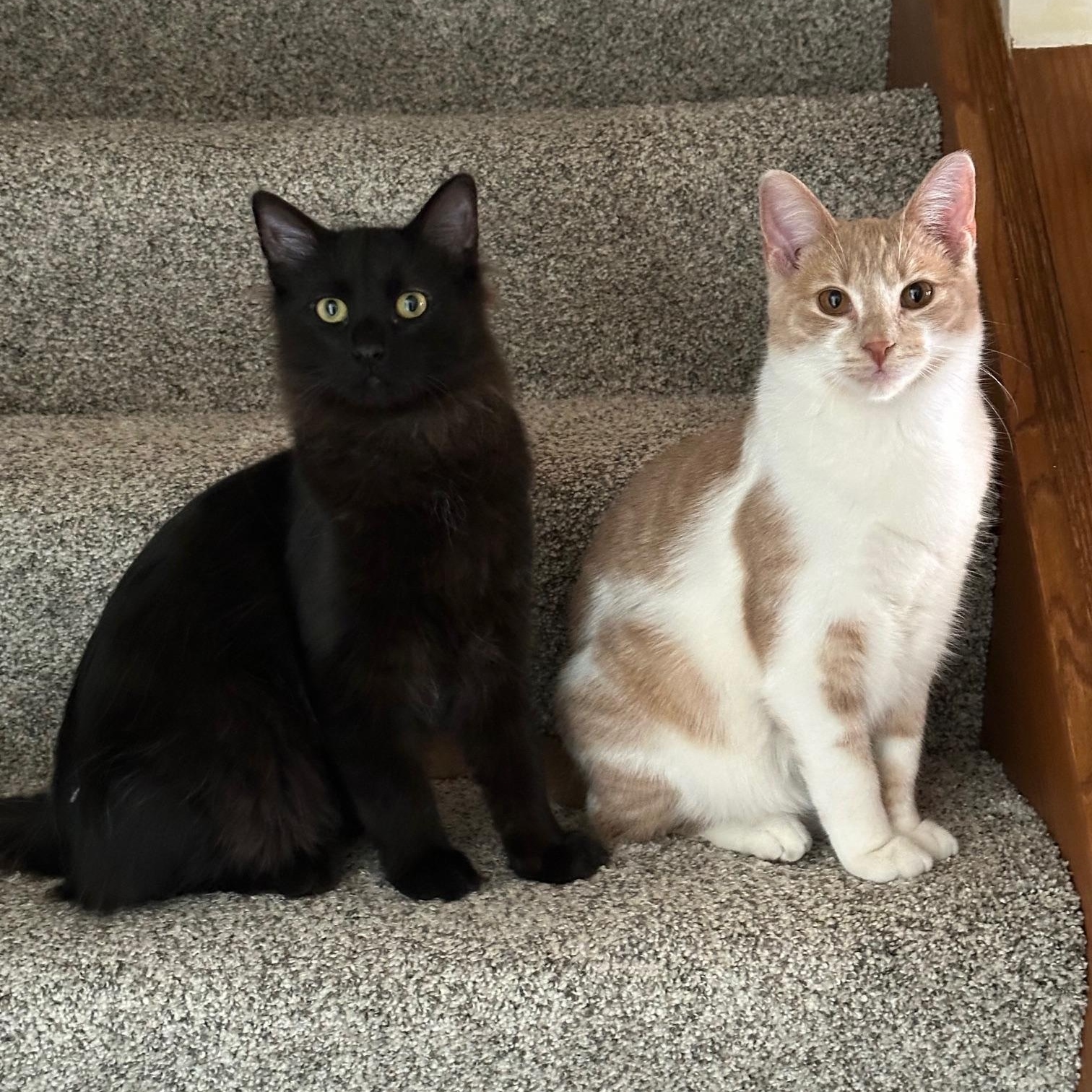 Caruso (bonded with Wolfie), a ADOPTABLE Domestic Short Hair in Barrington Hills, IL image 5/6