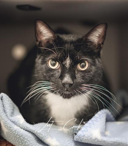 Boots, Adoptable, Adult Male Domestic Short Hair & Domestic Short Hair.
