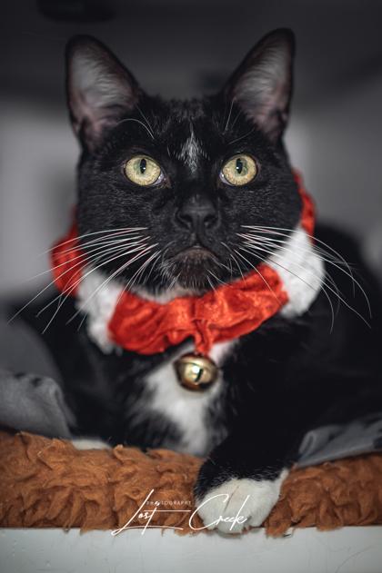 Enlarge Boots, a Adoptable mixed breed in Kalispell, MT image 2/3
