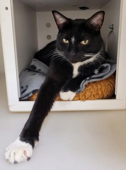 Enlarge Boots, a Adoptable mixed breed in Kalispell, MT image 3/3