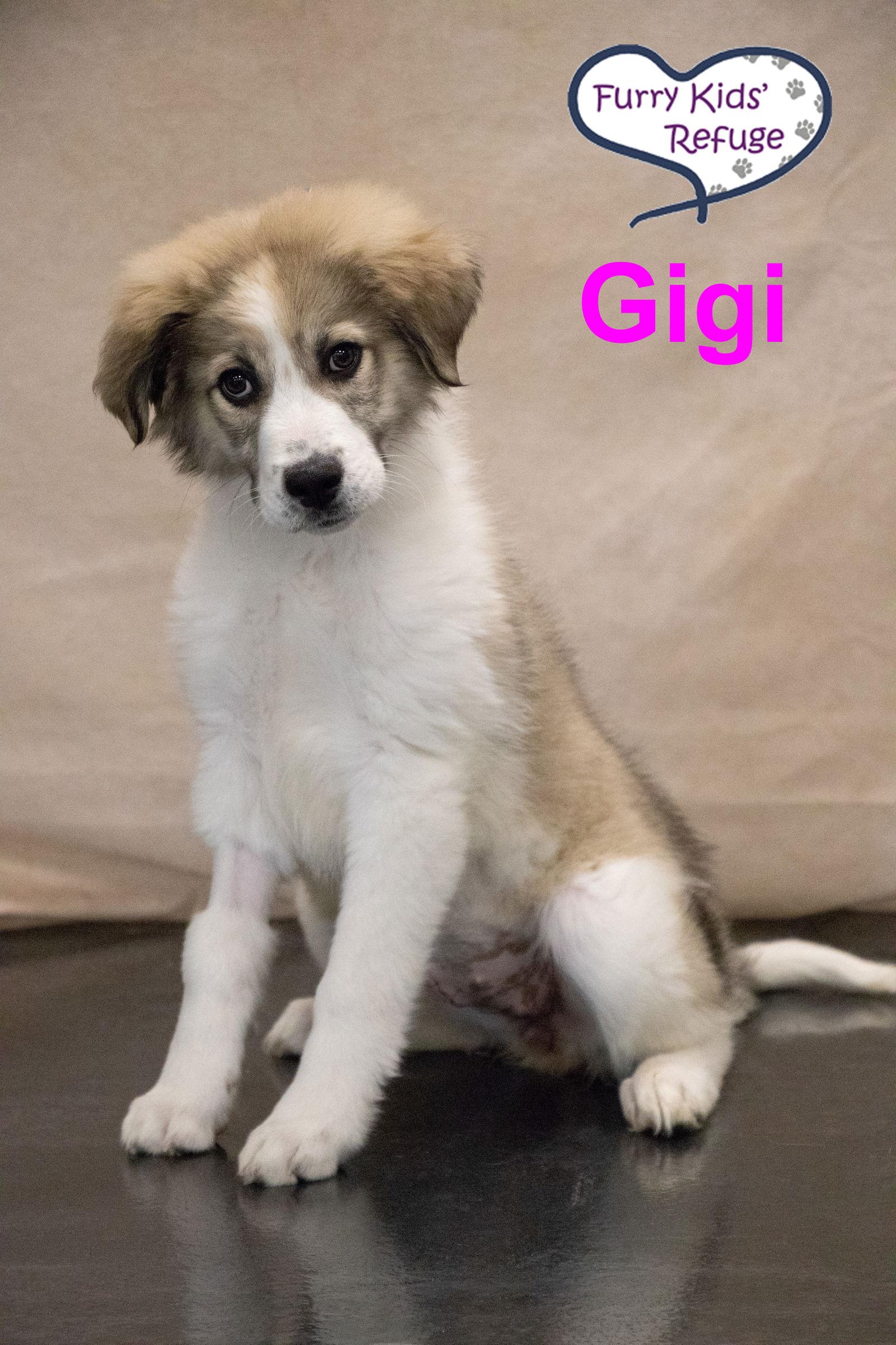 Gigi, Adopted, Puppy Female Great Pyrenees & Anatolian Shepherd.