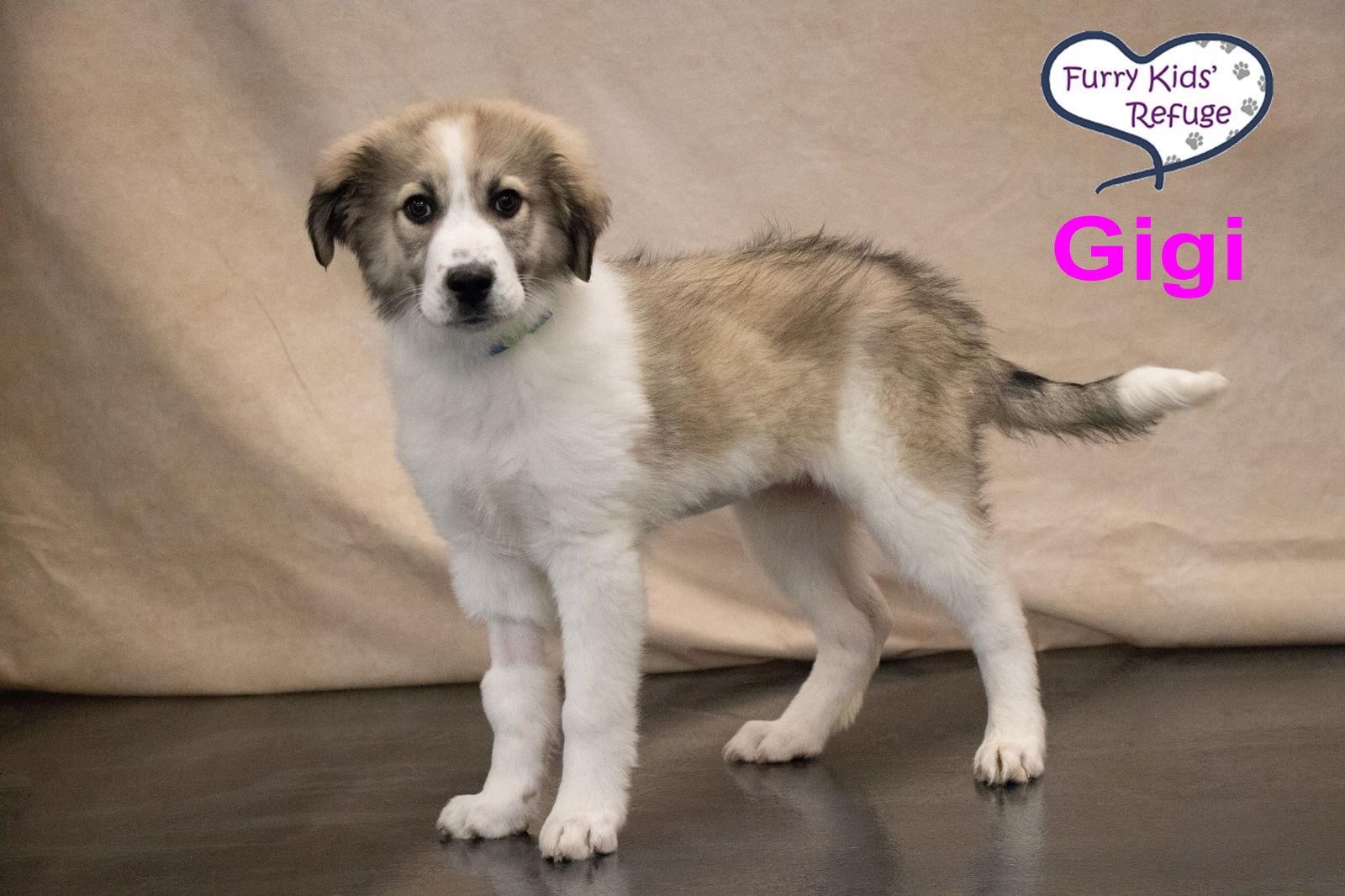 Gigi, a Adopted mixed breed in Lee's Summit, MO image 2/3