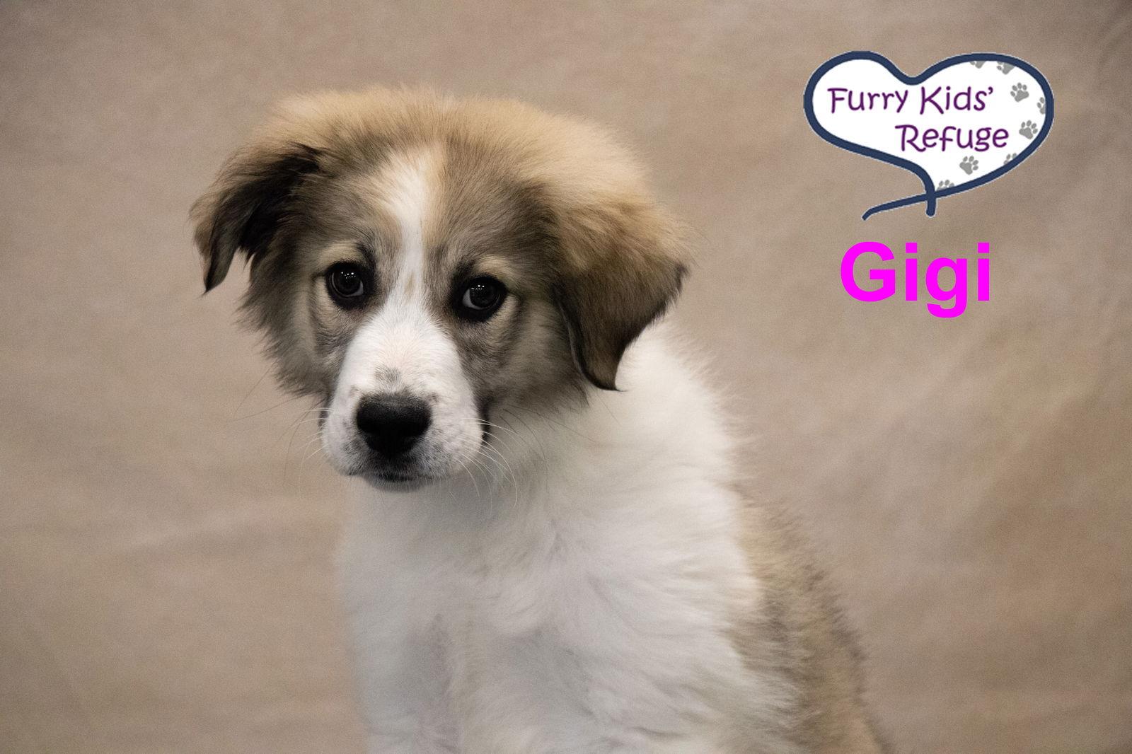 Gigi, a Adopted mixed breed in Lee's Summit, MO image 3/3