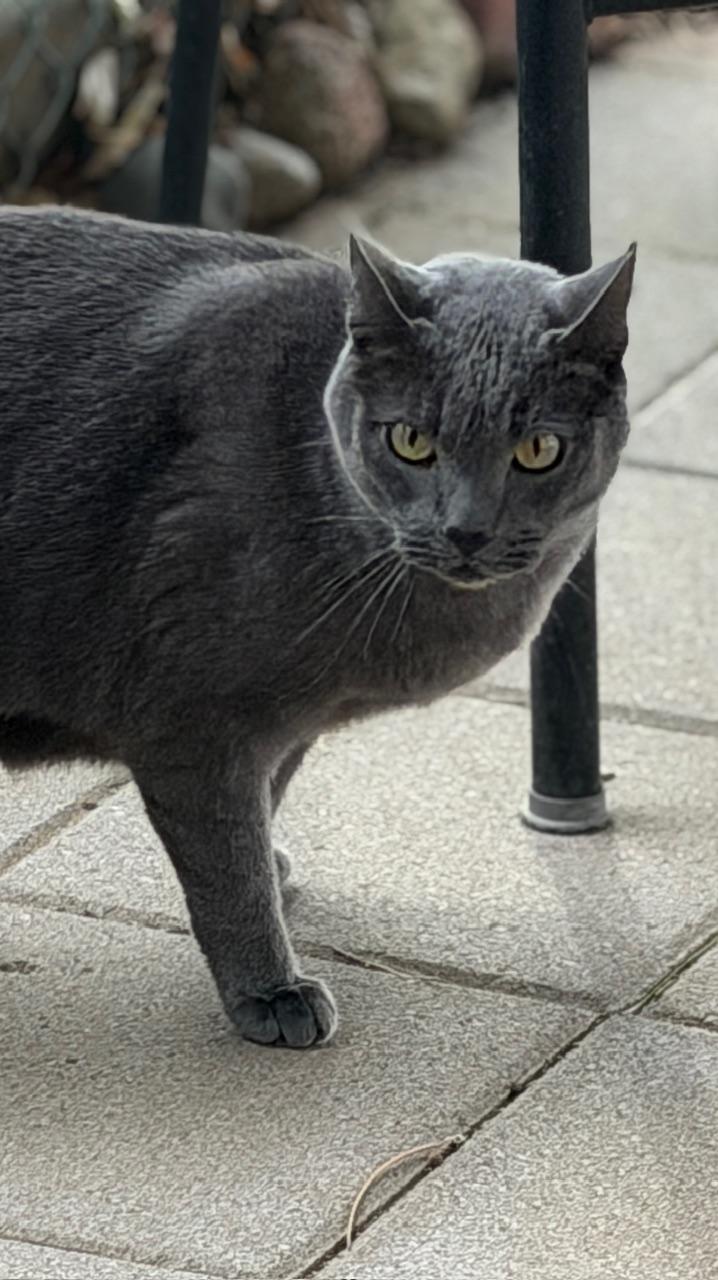 Enlarge Smokey, a ADOPTABLE Domestic Short Hair in Gardnerville, NV image 3/4