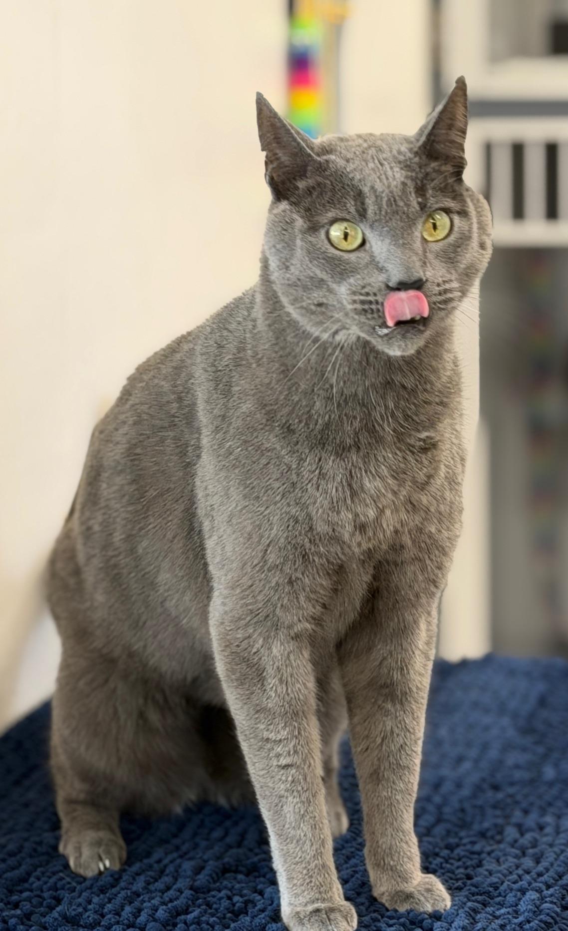 Enlarge Smokey, a ADOPTABLE Domestic Short Hair in Gardnerville, NV image 2/4