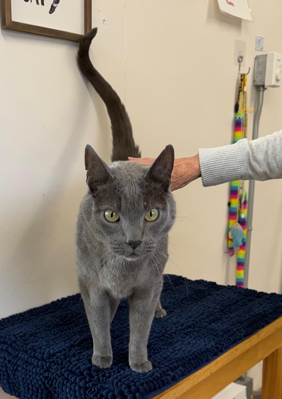 Enlarge Smokey, a ADOPTABLE Domestic Short Hair in Gardnerville, NV image 4/4