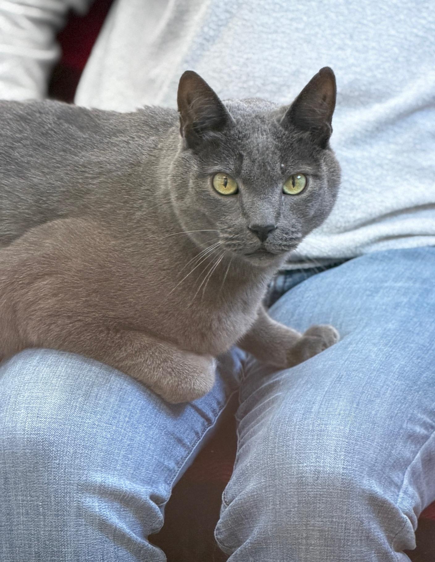 Enlarge Smokey, a ADOPTABLE Domestic Short Hair in Gardnerville, NV image 1/4