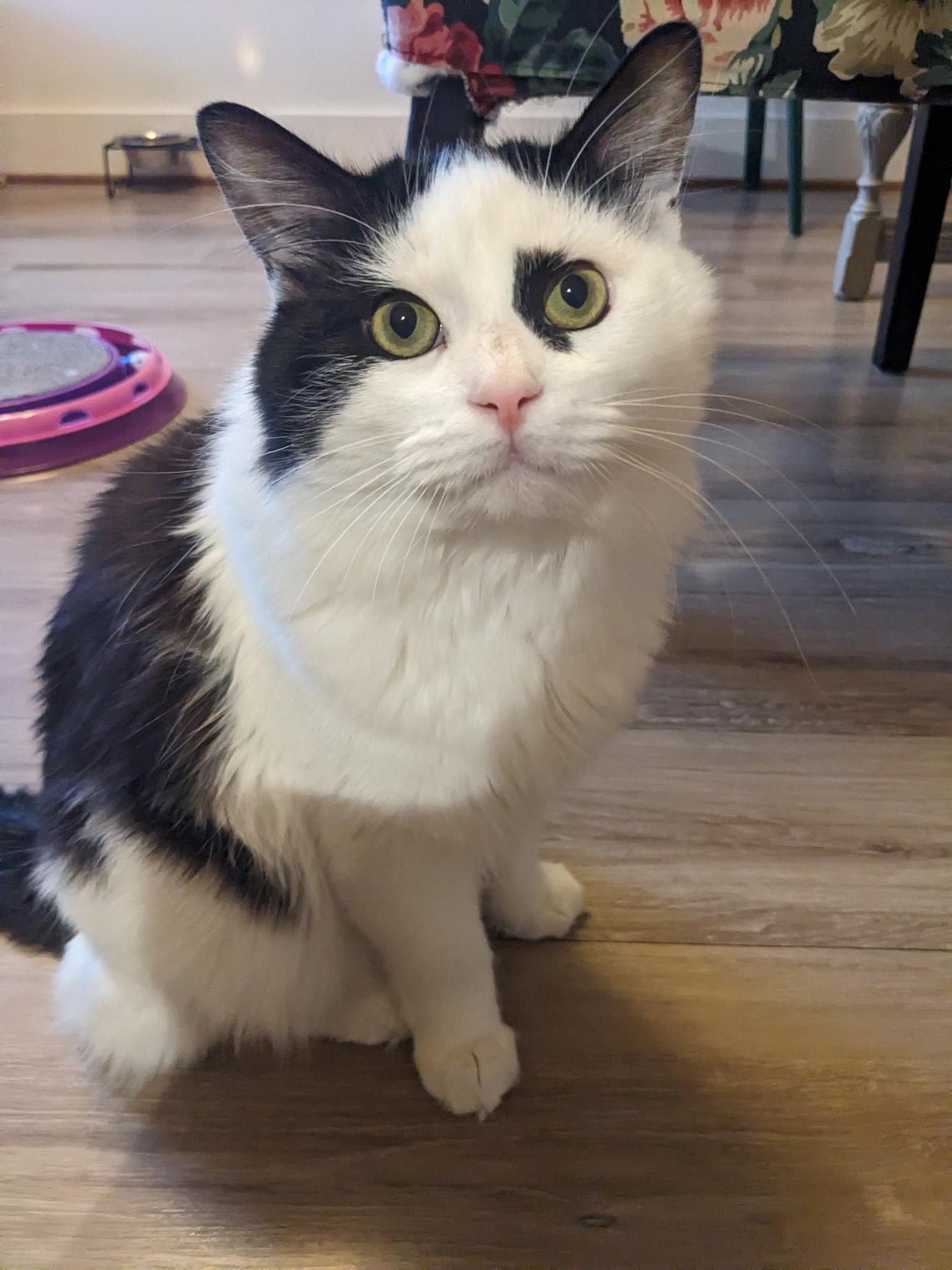 Enlarge Wilbur, a Adoptable Domestic Medium Hair in Anacortes, WA image 2/3