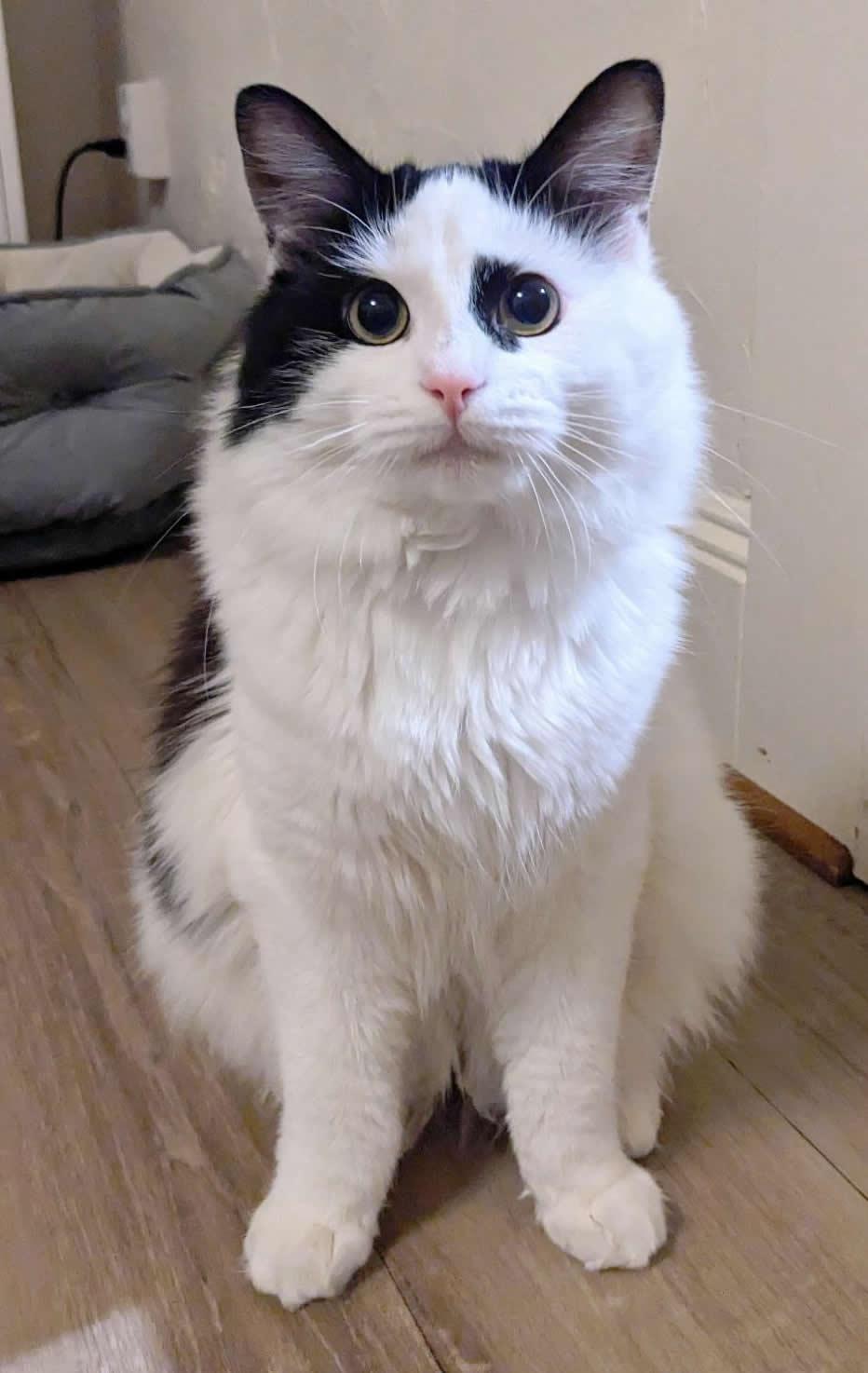 Enlarge Wilbur, a Adoptable Domestic Medium Hair in Anacortes, WA image 3/3