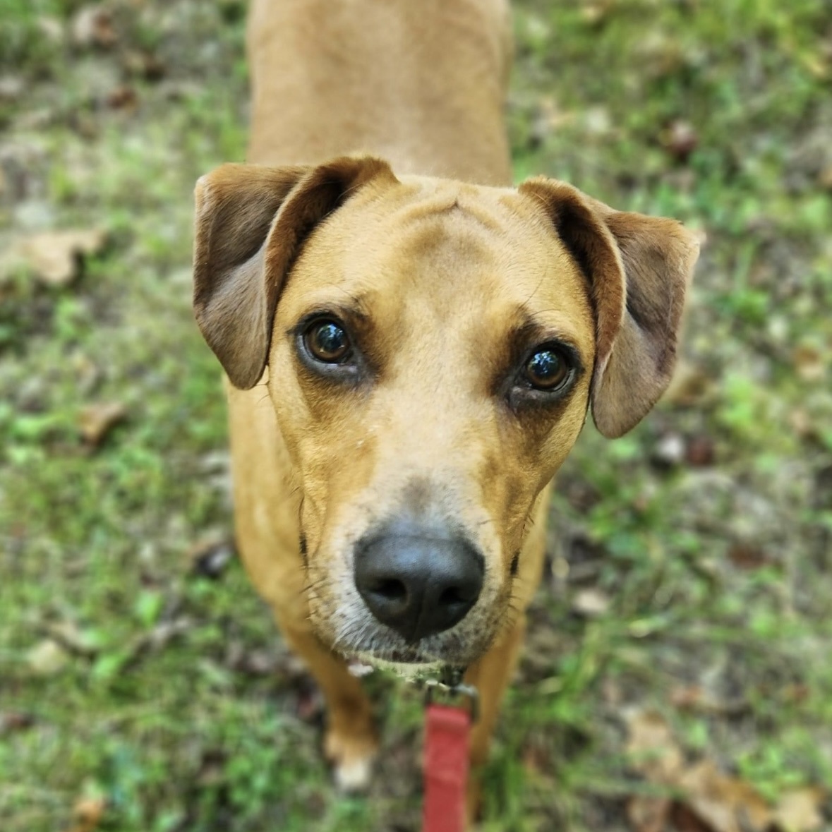 Enlarge Astro, a Adoptable Vizsla in Spencer, IN image 3/6
