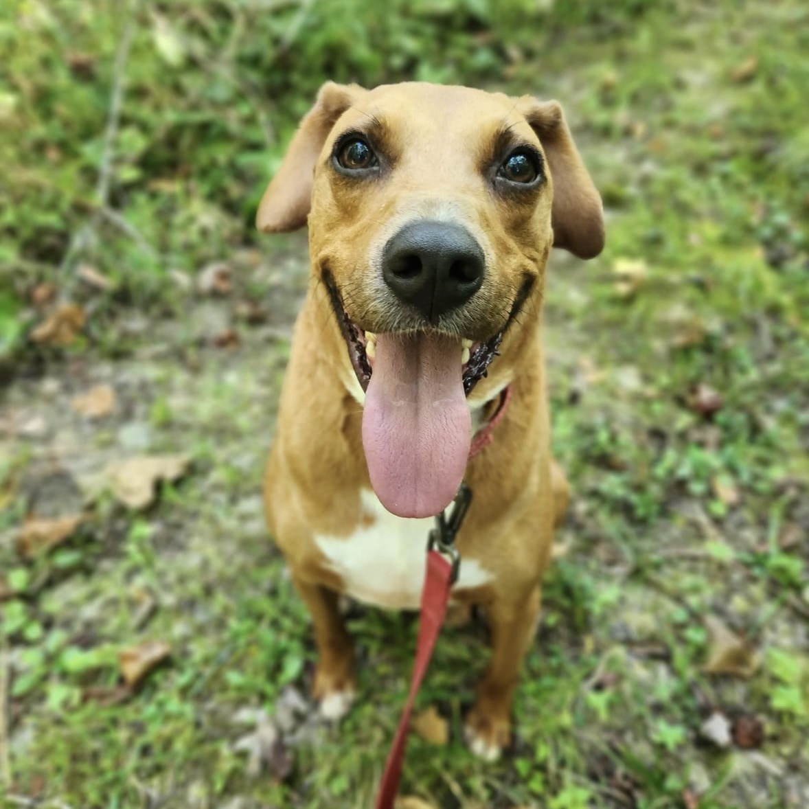 Enlarge Astro, a Adoptable Vizsla in Spencer, IN image 4/6