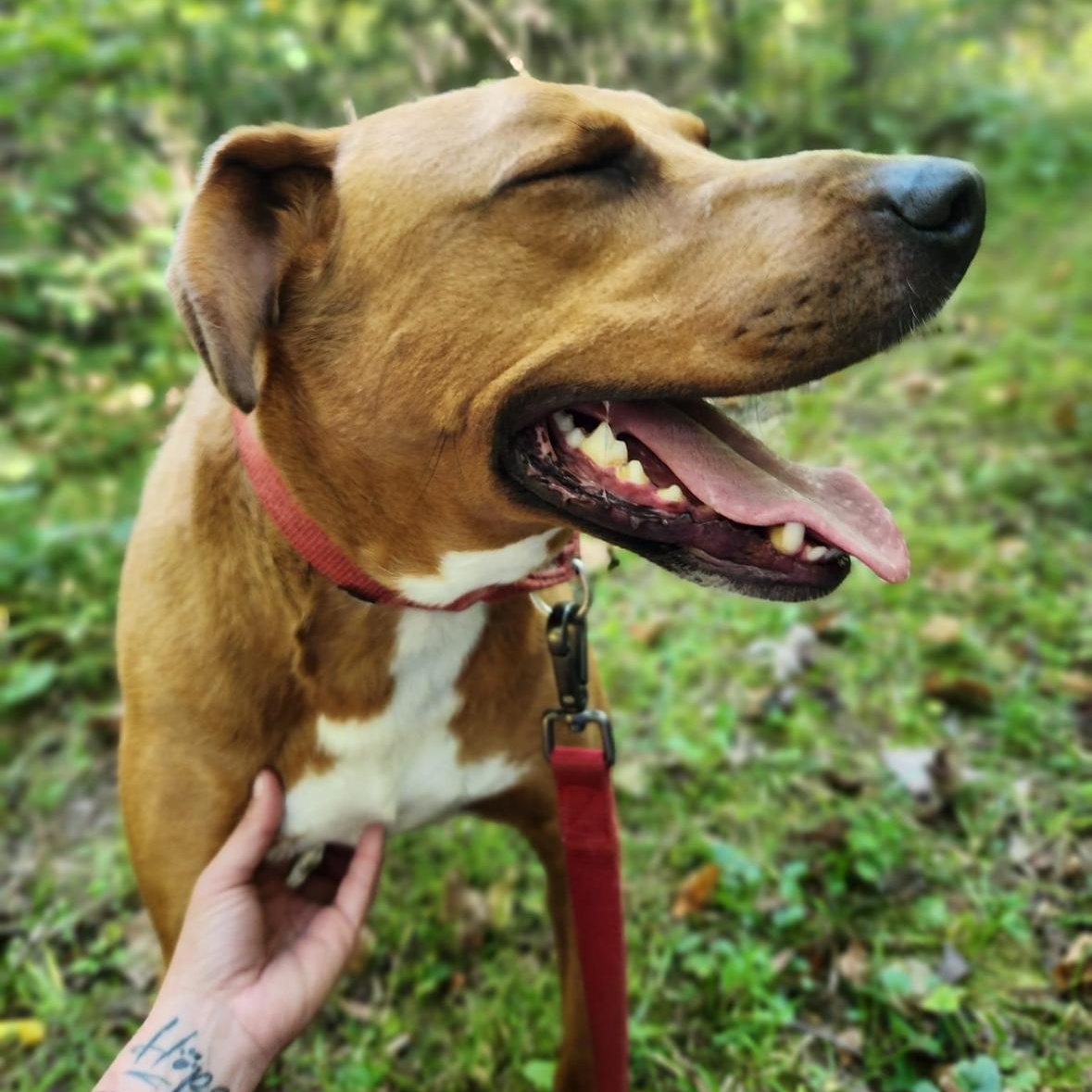 Enlarge Astro, a Adoptable Vizsla in Spencer, IN image 5/6