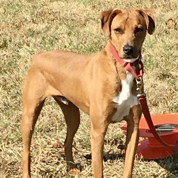Enlarge Astro, a Adoptable Vizsla in Spencer, IN image 2/6