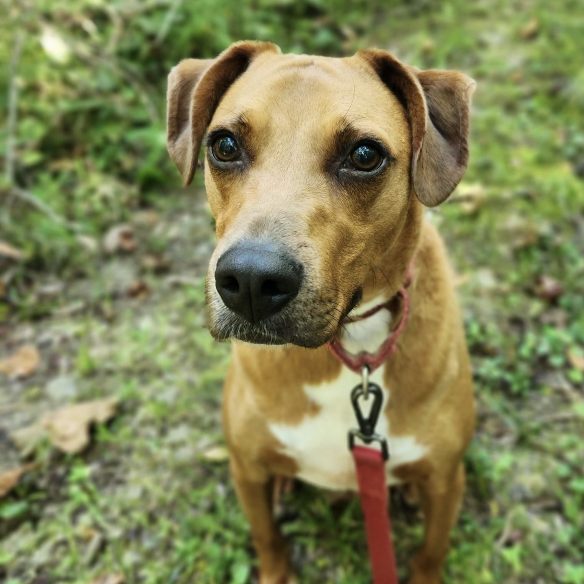 Enlarge Astro, a Adoptable Vizsla in Spencer, IN image 1/6