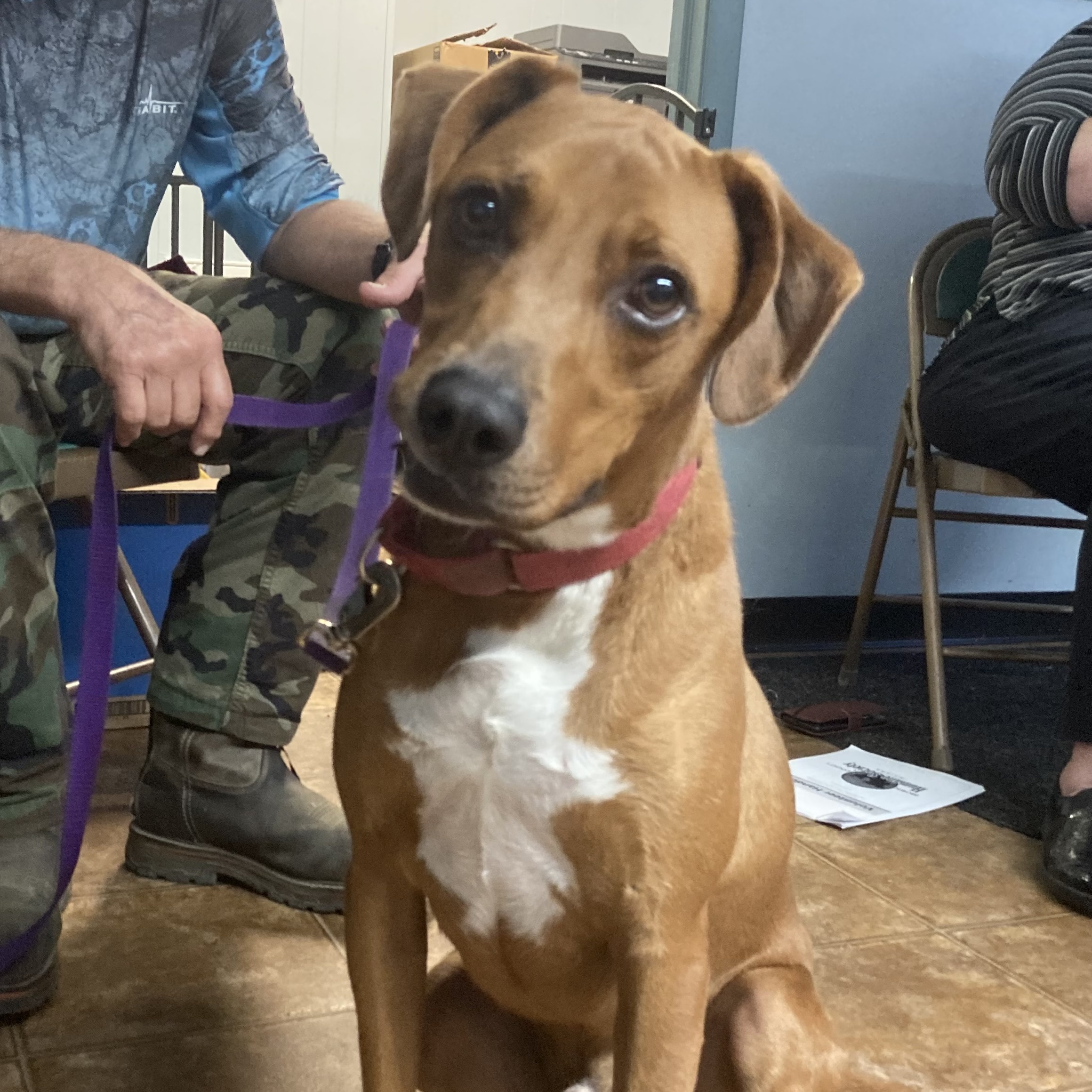 Enlarge Astro, a Adoptable Vizsla in Spencer, IN image 6/6