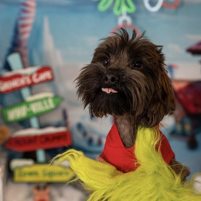 Charlie, Adoptable, Young Male Mixed Breed.