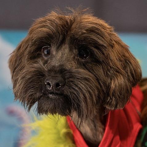 Charlie, a Adoptable Mixed Breed in Aberdeen, NC image 2/6