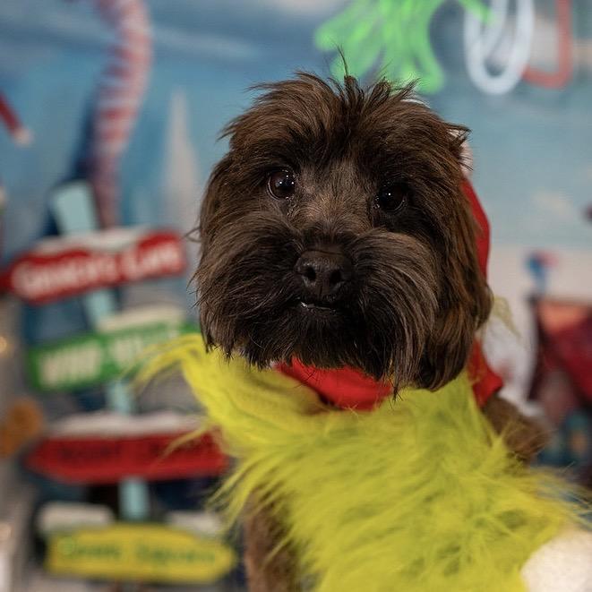 Charlie, a Adoptable Mixed Breed in Aberdeen, NC image 3/6