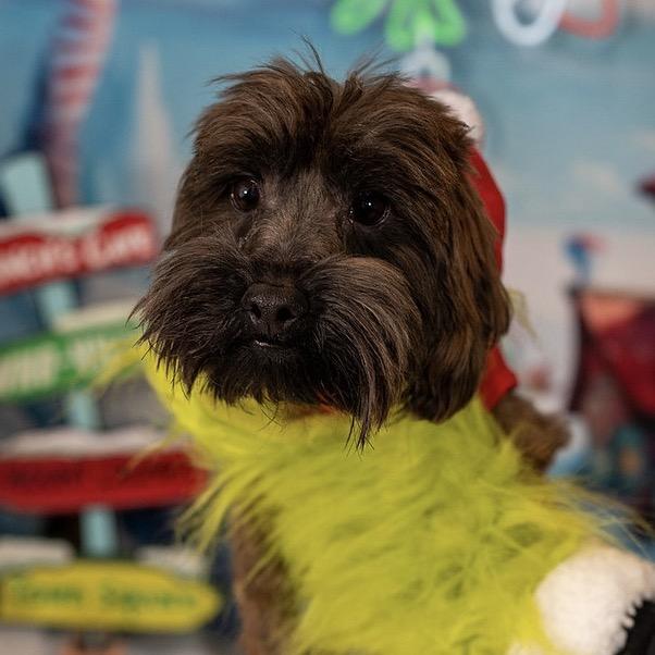 Charlie, a Adoptable Mixed Breed in Aberdeen, NC image 4/6