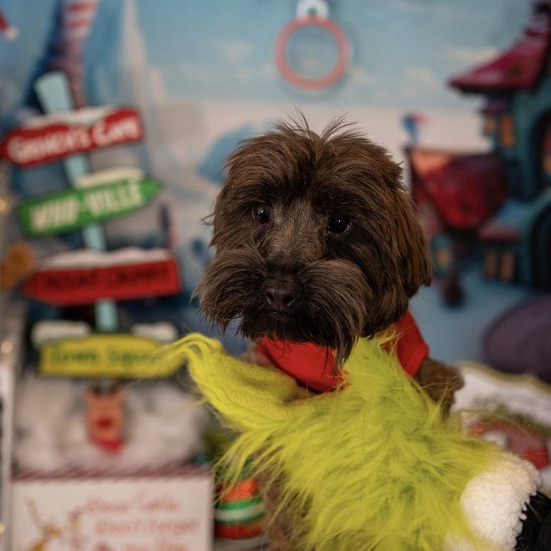 Charlie, a Adoptable Mixed Breed in Aberdeen, NC image 5/6