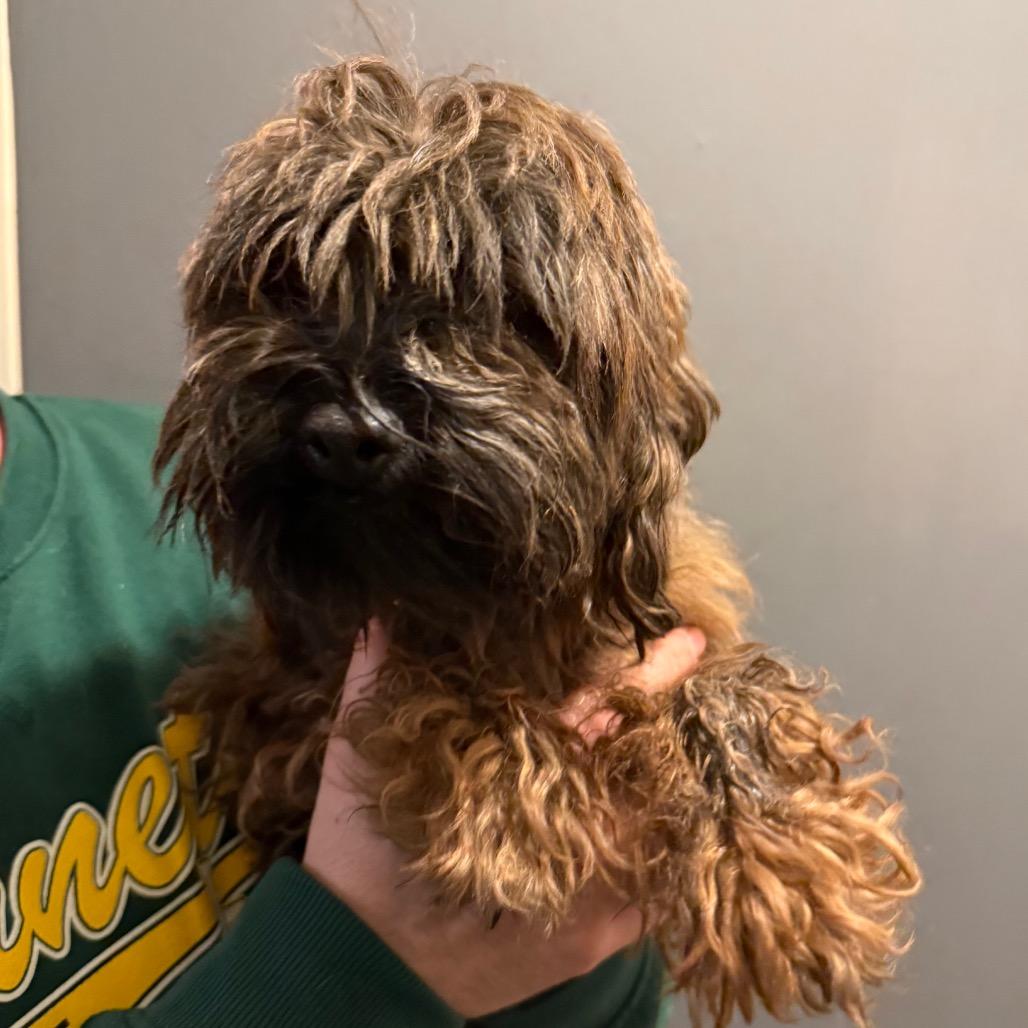 Charlie, a Adoptable Mixed Breed in Aberdeen, NC image 6/6