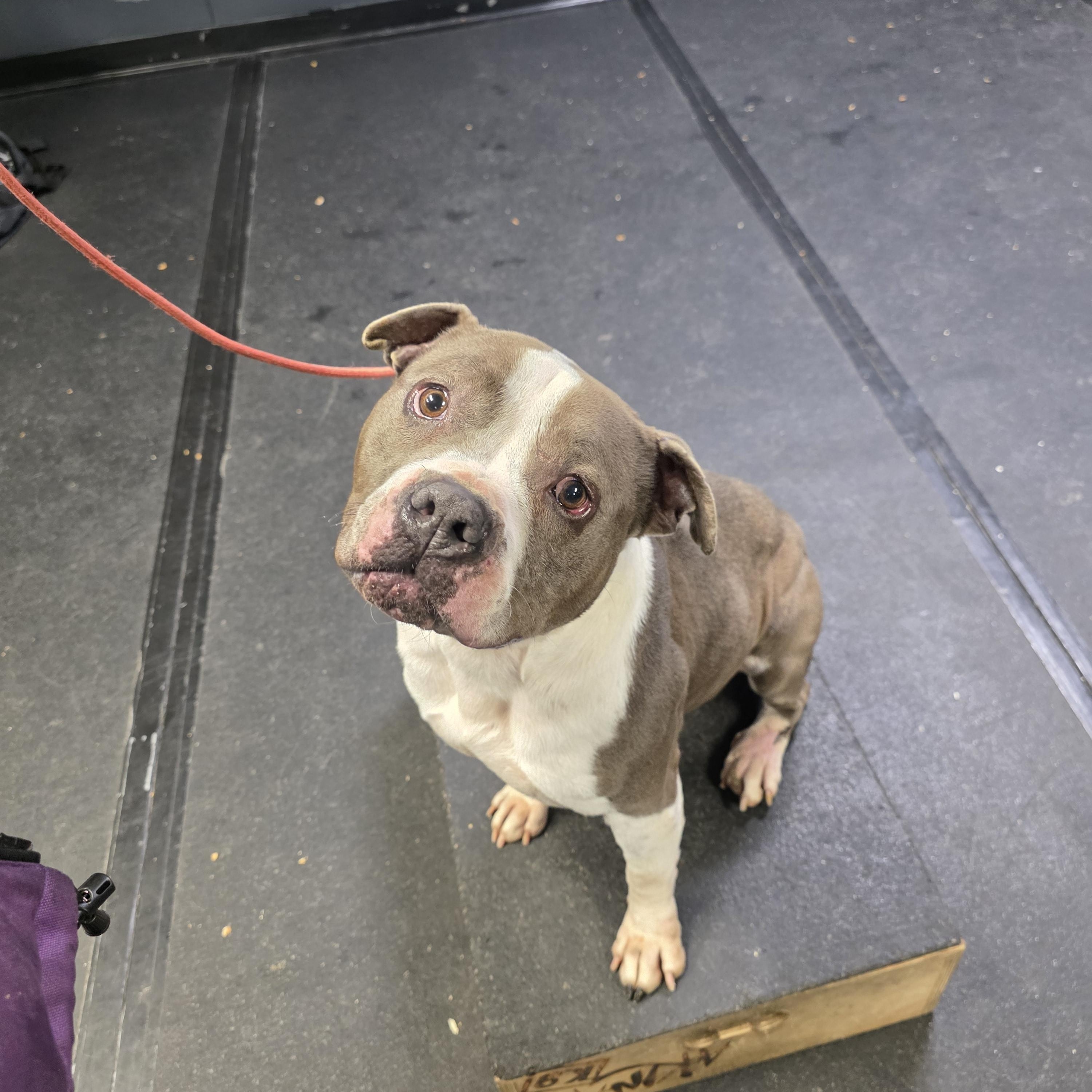 Keke, a ADOPTABLE American Staffordshire Terrier in San Juan Bautista, CA image 2/5