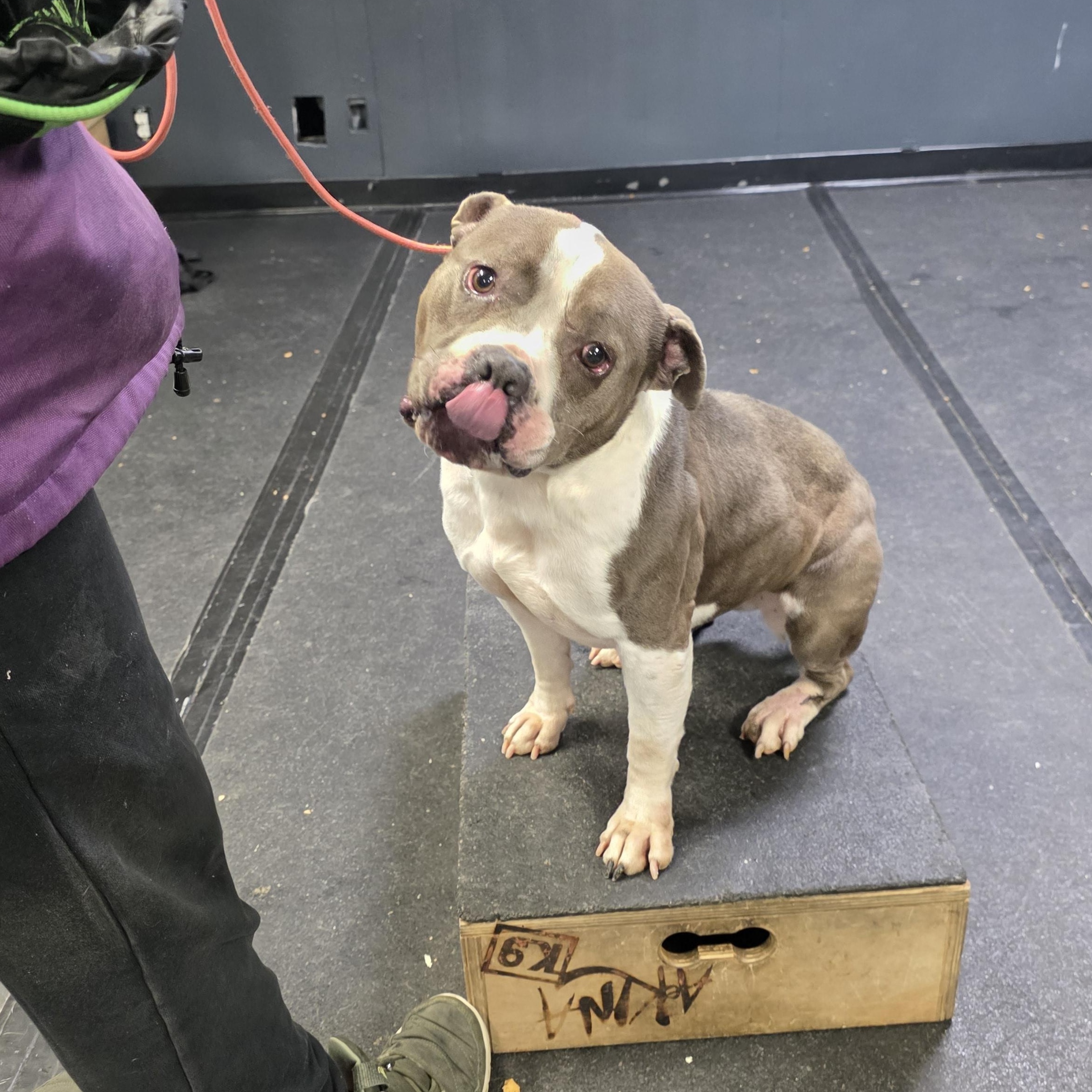 Keke, a ADOPTABLE American Staffordshire Terrier in San Juan Bautista, CA image 3/5