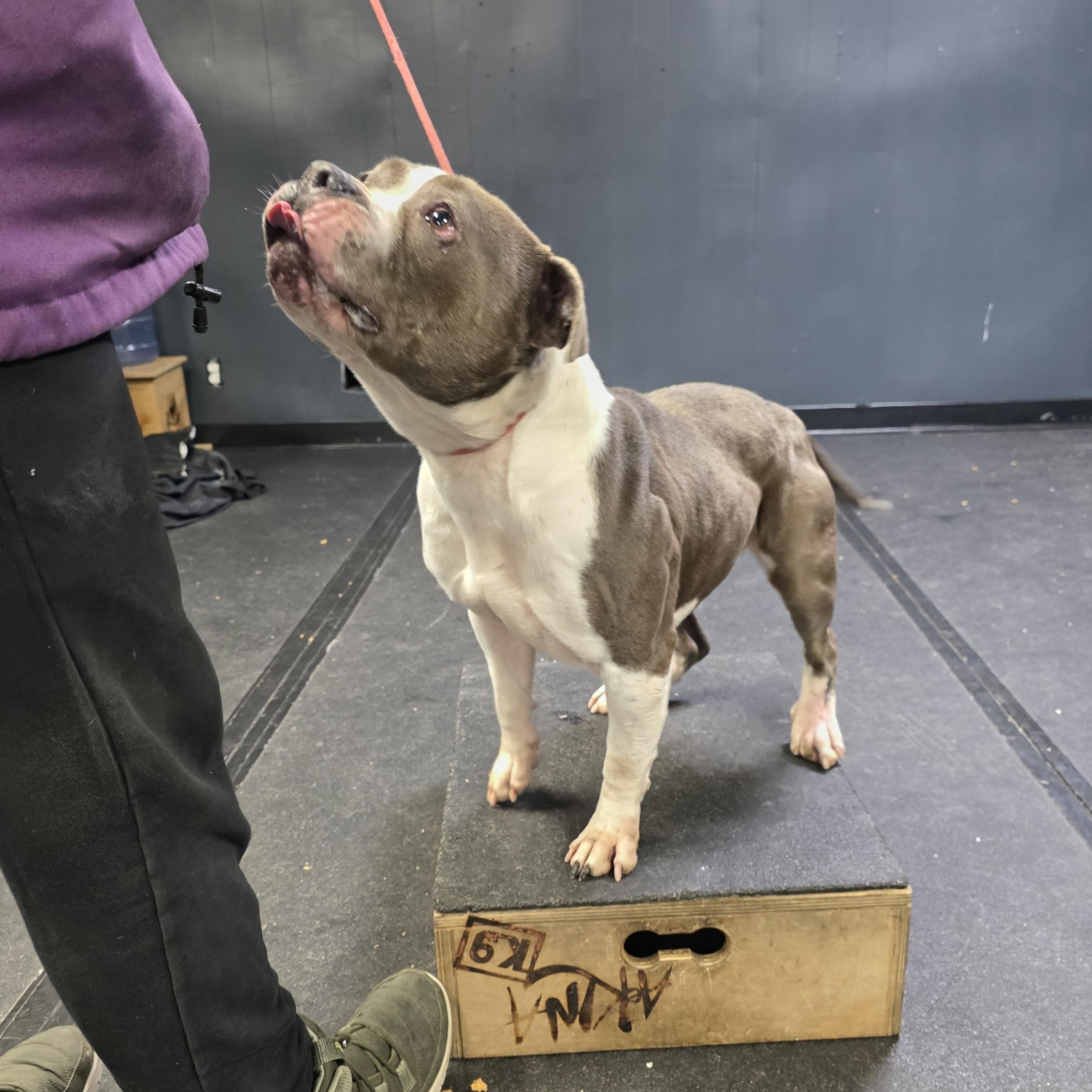 Keke, a ADOPTABLE American Staffordshire Terrier in San Juan Bautista, CA image 5/5