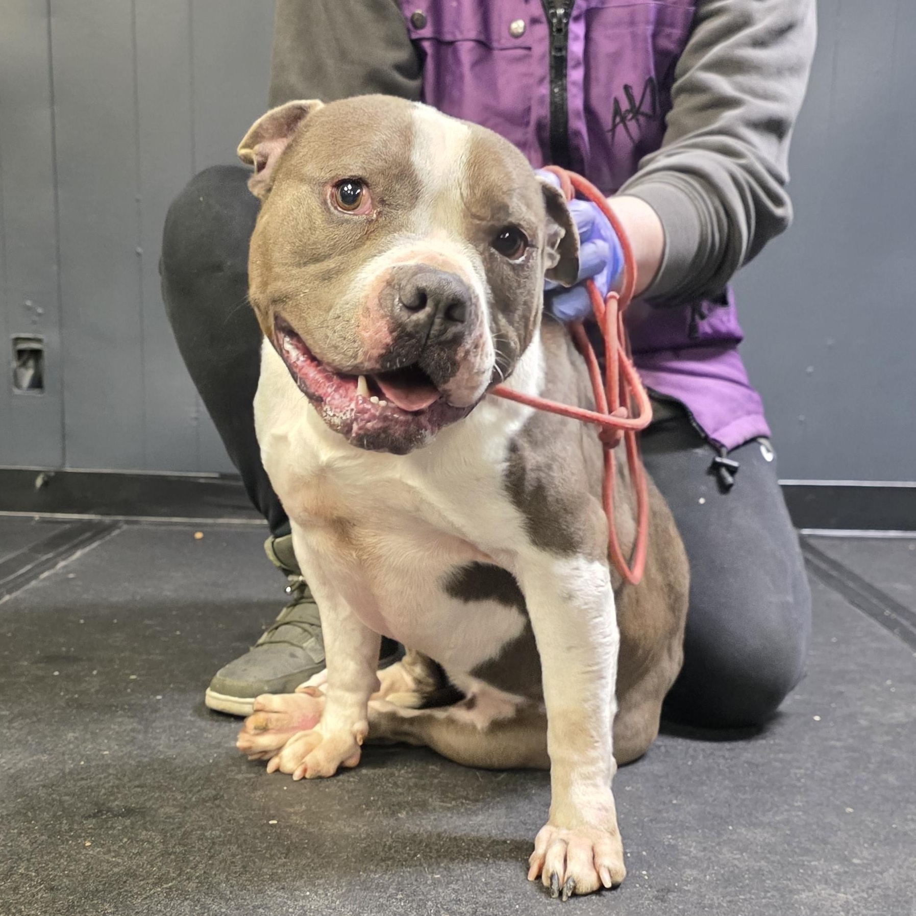 Keke, ADOPTABLE, Adult Female American Staffordshire Terrier.
