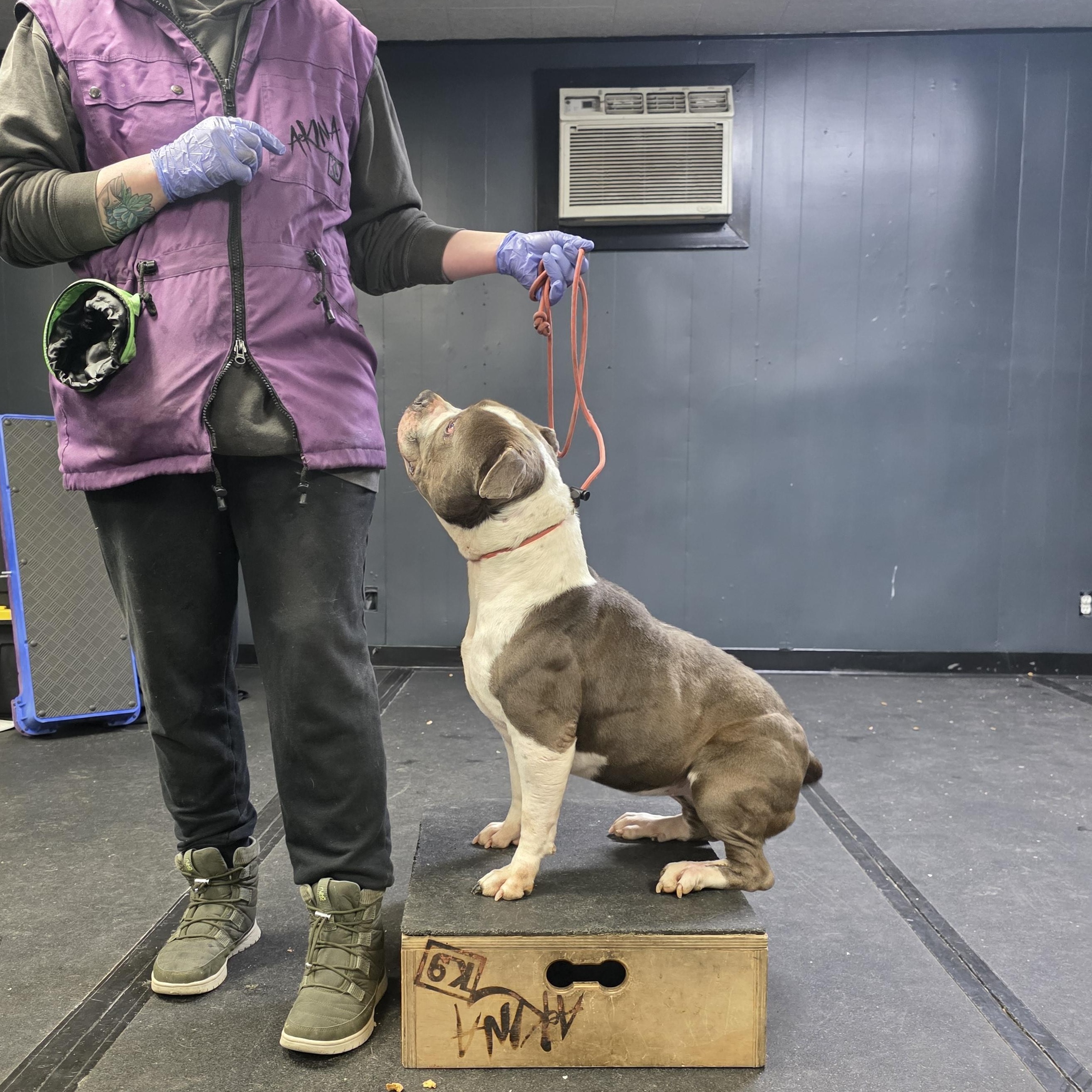 Keke, a ADOPTABLE American Staffordshire Terrier in San Juan Bautista, CA image 4/5