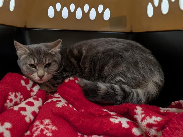 MEREDITH, Adoptable, Kitten Female Domestic Short Hair.