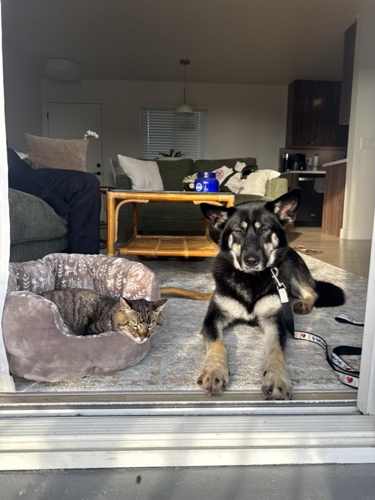 Enlarge Shyloh, an adopted mixed breed in Oceanside, CA image 5/5
