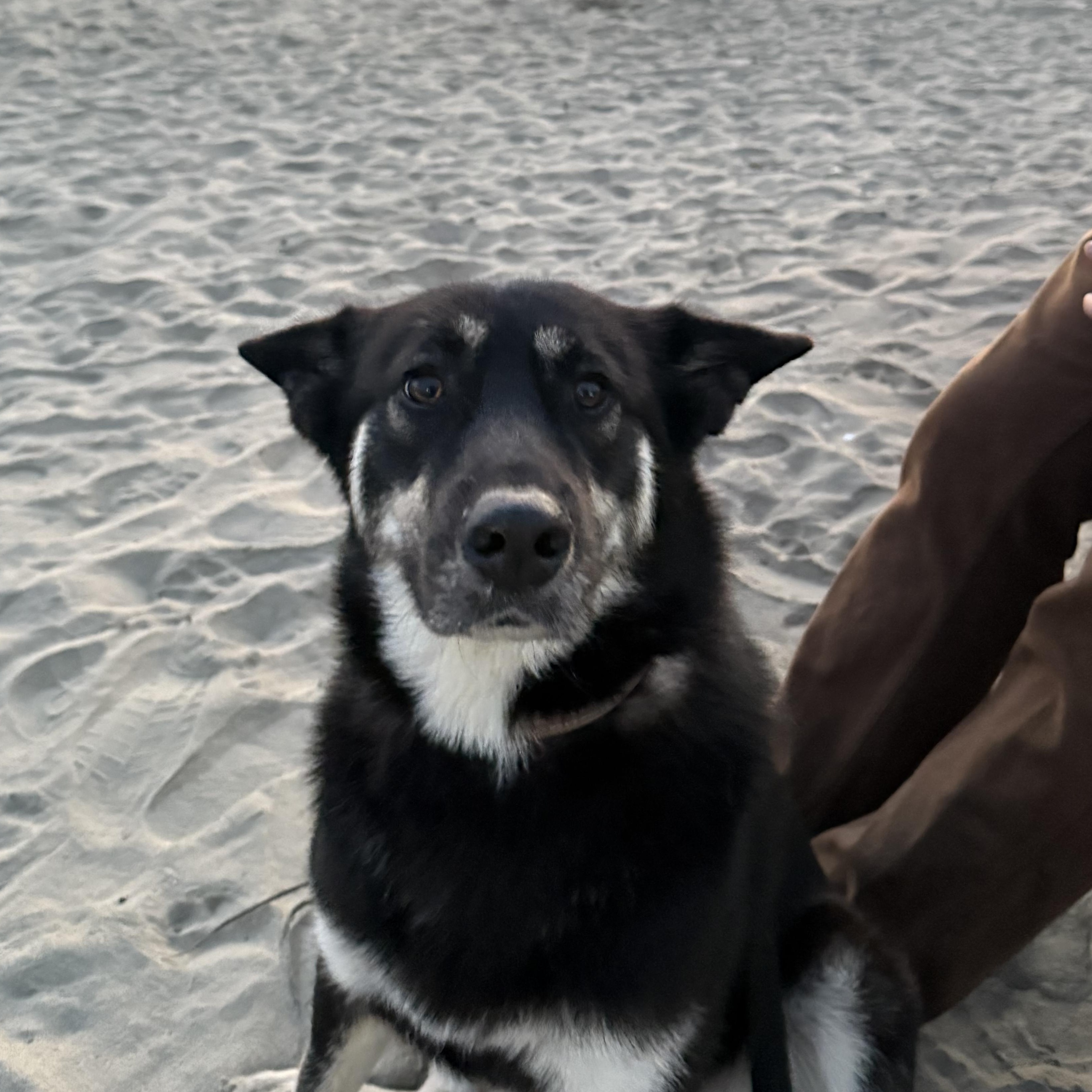 Enlarge Shyloh, an adopted mixed breed in Oceanside, CA image 4/5