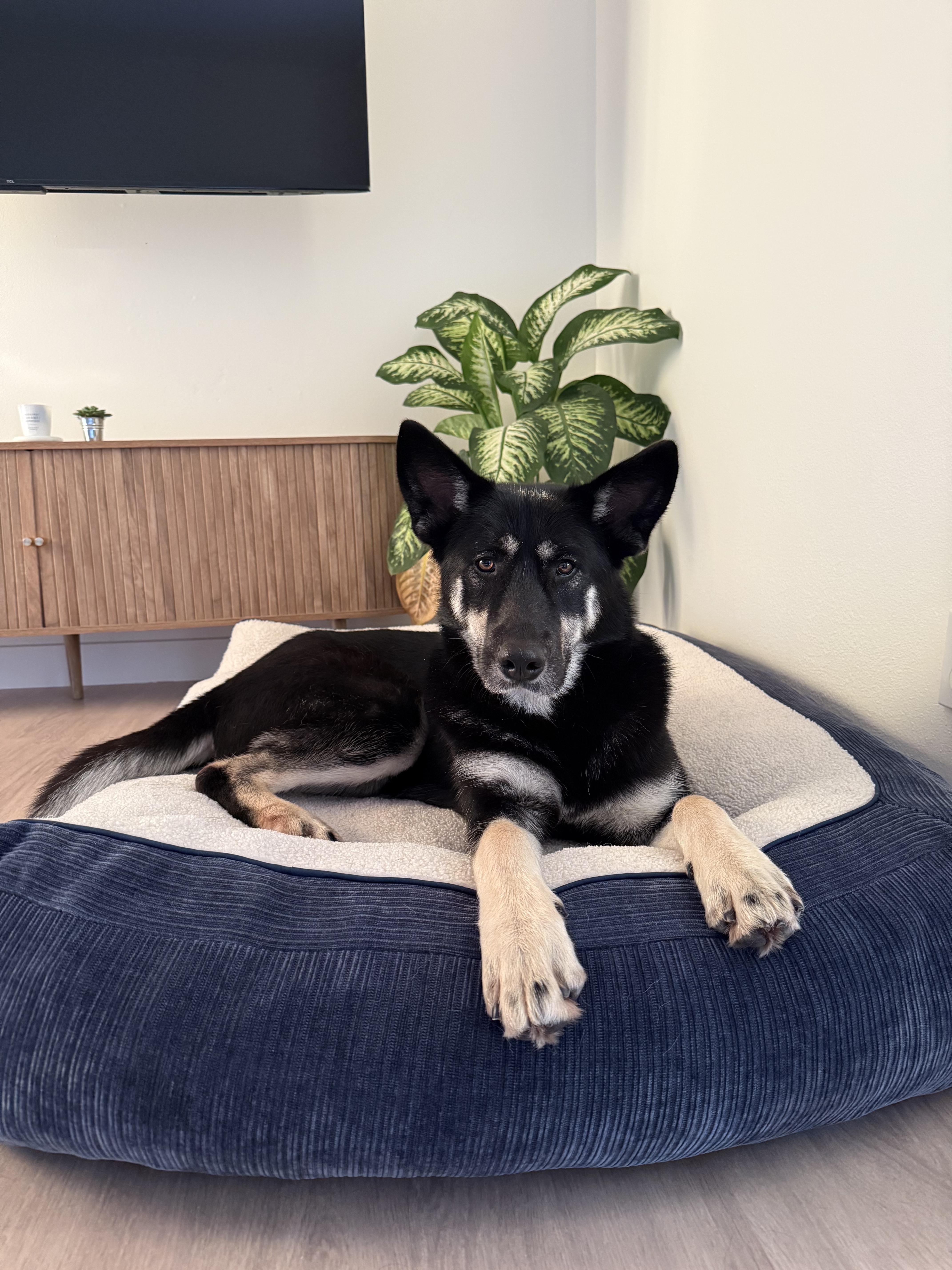 Enlarge Shyloh, an adopted mixed breed in Oceanside, CA image 2/5