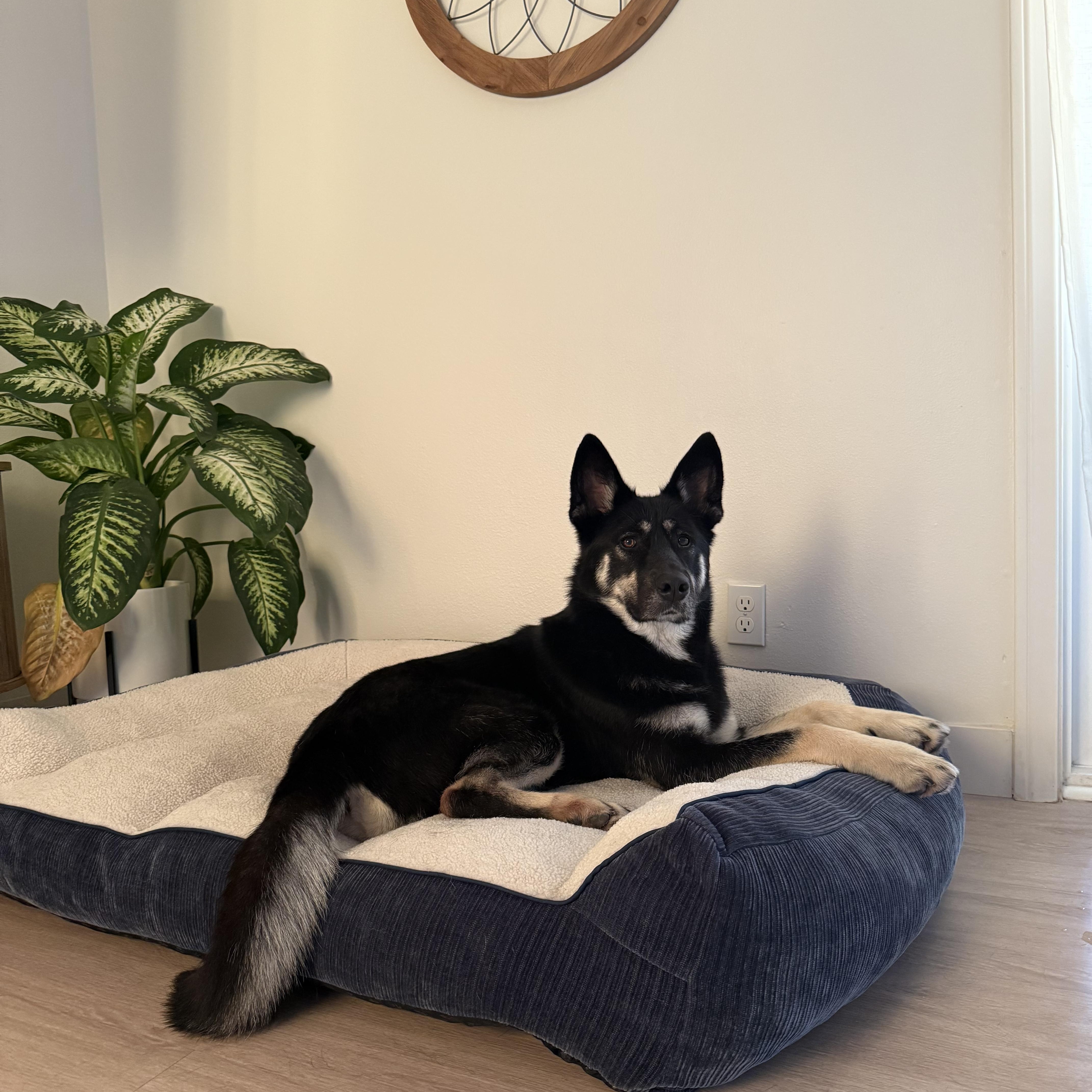 Shyloh, adopted, Young Female Shepherd & Border Collie.