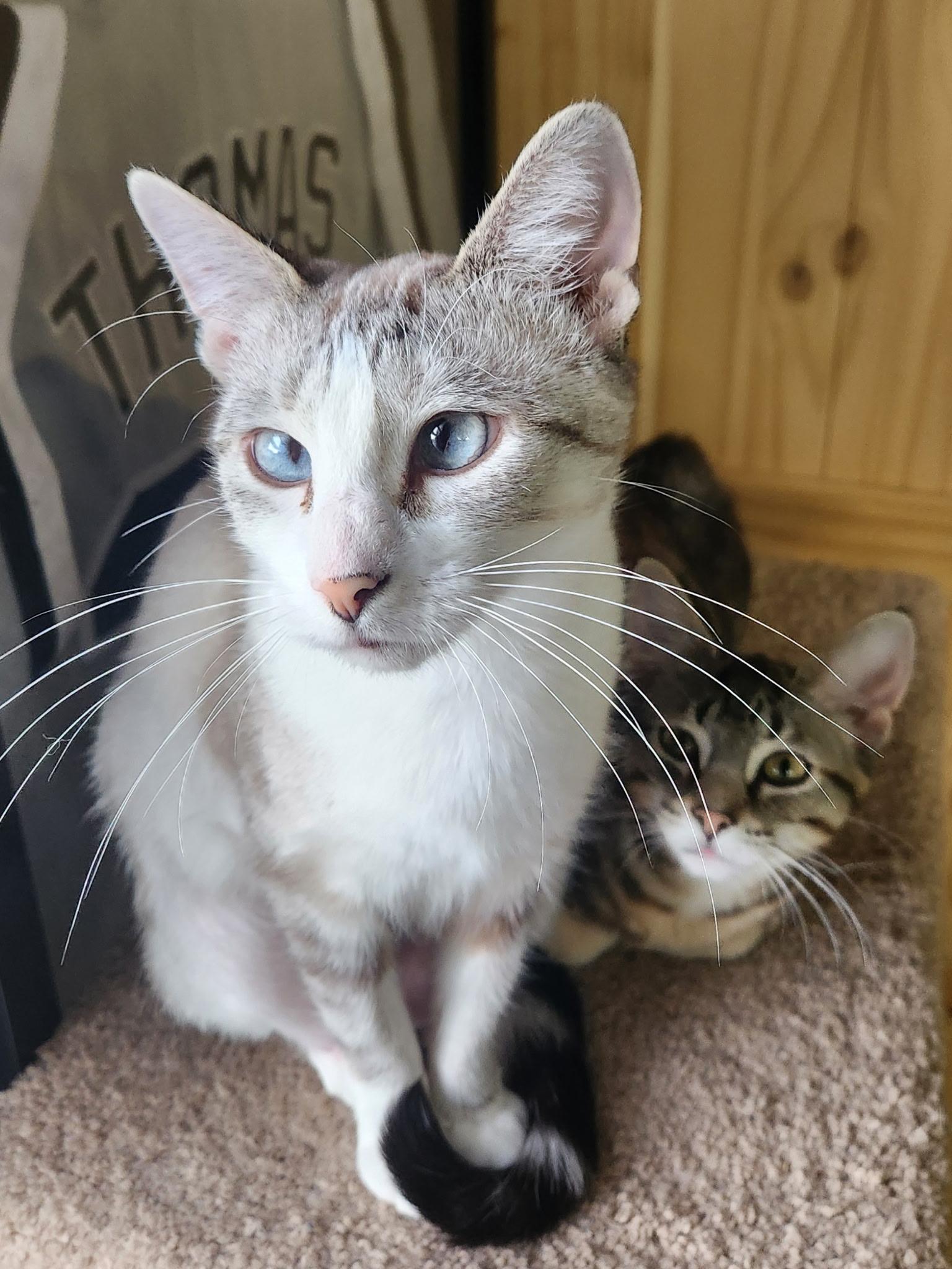 Enlarge Lemon Drop, a Adoptable Domestic Short Hair in Fishers, IN image 2/4