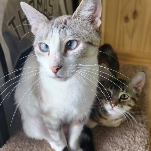 Enlarge Lemon Drop, a Adoptable Domestic Short Hair in Fishers, IN image 3/4