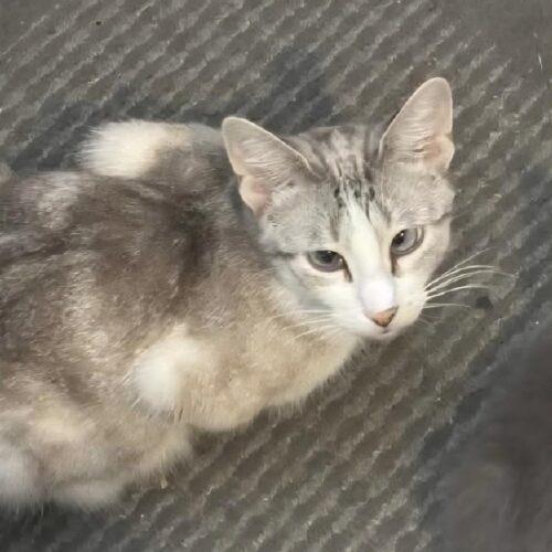 Enlarge Lemon Drop, a Adoptable Domestic Short Hair in Fishers, IN image 4/4