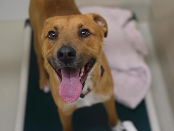 Enlarge Acorn, a Adoptable mixed breed in Portland, OR image 1/6