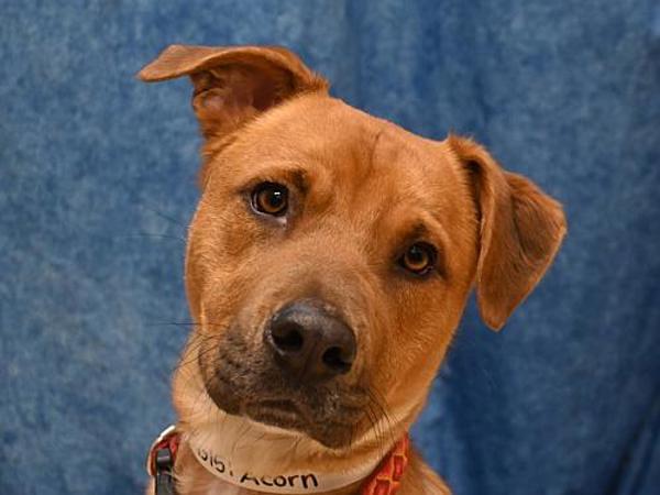 Enlarge Acorn, a Adoptable mixed breed in Portland, OR image 2/6