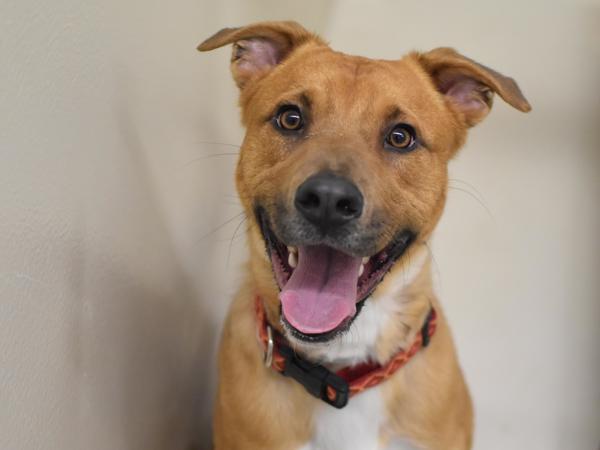 Enlarge Acorn, a Adoptable mixed breed in Portland, OR image 3/6