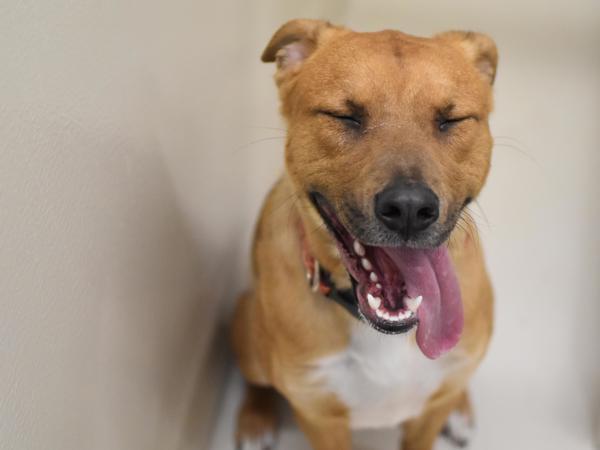Enlarge Acorn, a Adoptable mixed breed in Portland, OR image 4/6