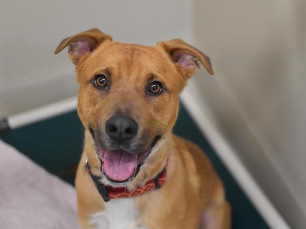 Enlarge Acorn, a Adoptable mixed breed in Portland, OR image 5/6
