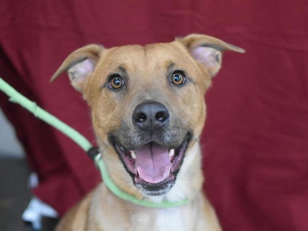 Enlarge Acorn, a Adoptable mixed breed in Portland, OR image 6/6